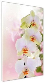 Akrilkép Fehér orchidea oav-103974386