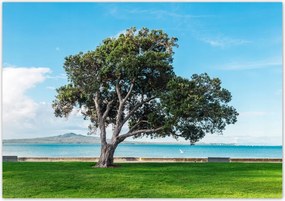 Poszterek 100x70 Magányos fa