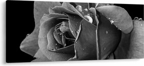 Rózsa képe - fekete fehér (120x50 cm)
