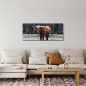 Kép - Skót tehén 2 (120x50 cm)