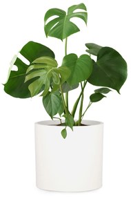 Fox & Fern Venlo, virágcserép, Polystone, beltér és kültér, 3 méret
