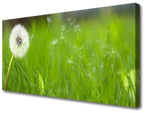 Vászonkép nyomtatás Dandelion Grass Plant 100x50 cm