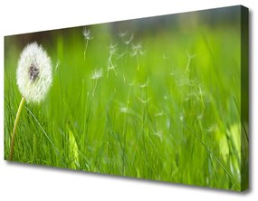 Vászonkép nyomtatás Dandelion Grass Plant 125x50 cm