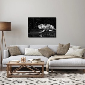 Kép - albínó tigris, fekete-fehér (üvegen) (70x50 cm)