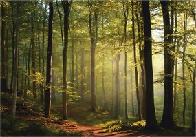 Fotótapéta Naperdő Fák Természet Falra Hálószoba Nappali 250x175