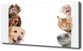 Vászonkép Kutyák és macskák oc-104206550