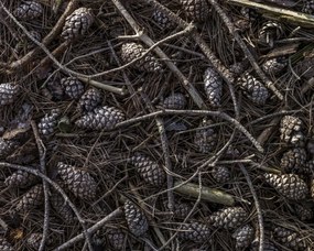 Poszter 50x40cm Erdei talaj tobozokkal és faágakkal borítva, Assaf Fr