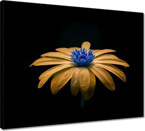 Vászonkép 50x40 Teavirág