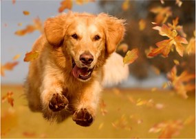 Üveg kép - Golden Retriever (70x50 cm)