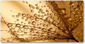 Fotó üvegkép Pitypang magok 140x70