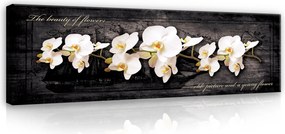 Vászonkép Orchidea Virágok Modern Hosszúkás Falikép Nagy 145x45