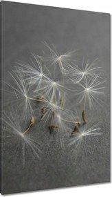 Vászonkép 80x120 Pitypang Virág Virágok