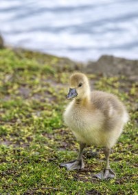 Poszter 21x29,7cm Gosling, Assaf Frank