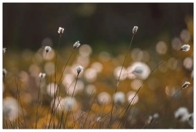 Kép - Gyapotfűvel borított rét N⁰2 (90x60 cm)