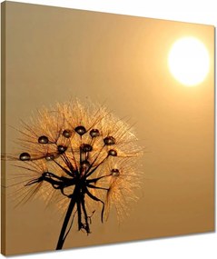 Vászonkép 40x40 Pitypang Virág Virágok