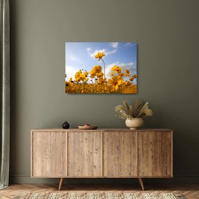 Fényes sárga virágokkal rendelkező mező képe (üvegen) (70x50 cm)