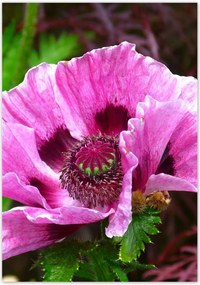 Poszterek 70x100 Lila virág