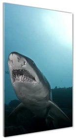 Üvegkép Nagy cápa osv-120086004