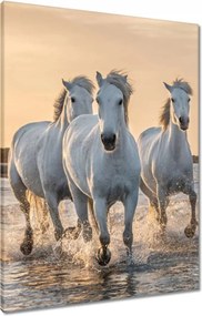 Vászonkép 60x80 Vad lovak Wild Horses