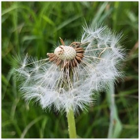 Poszterek 100x100 Pitypang Virág Virágok