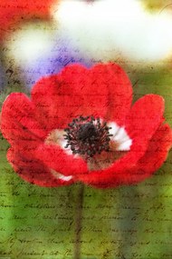 Poszter 30x45cm Színes anemon virágok a kertben, Assaf Frank