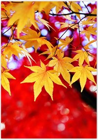 Poszterek 70x100 Sárga őszi levél