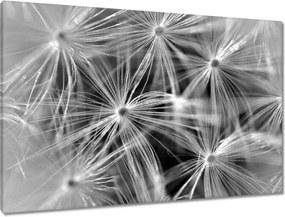 Vászonkép 90x60 Pitypang Virág Virágok