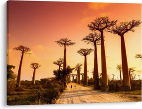 Kép - Naplemente a Baobab Alley-ben (70x50 cm)