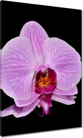 Vászonkép 70x100 Lila orchidea