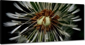 Vászonkép 180x90 Pitypang Virág Virágok