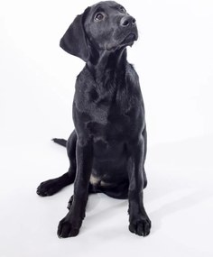 Poszter 64x90cm Fekete labrador, fehér alapon, Assaf Frank