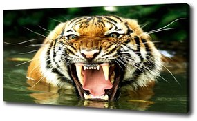 Vászonkép Ordító tigris oc-609474
