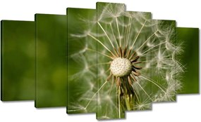 Vászonkép 140x80 Pitypang Virág Virágok