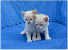 Fotótapéta flizelina 254x184 Aranyos cicák Cicák