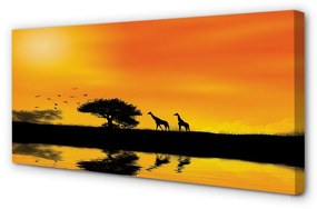 Canvas képek Zsiráfok fa West Lake 100x50 cm