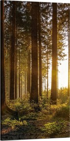 Vászonkép Naplemente Erdő Fák Természet 60x120 cm