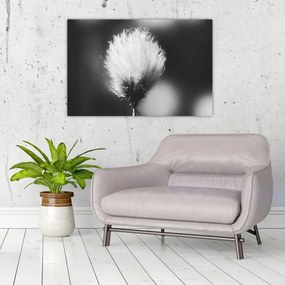 Kép - Fekete-fehér pamutfű (90x60 cm)