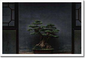 Poszterek keretben 60x40 Bonsai Fa Kultúra