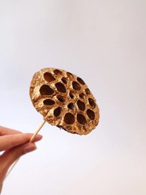 Arany Színű Szárított Lótusz ,szárított virágok, szárított fű