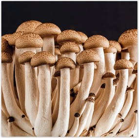 Poszterek 30x30 Gomba az erdőben Közelkép