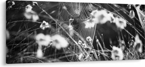 Kép - Pókháló a réten (120x50 cm)
