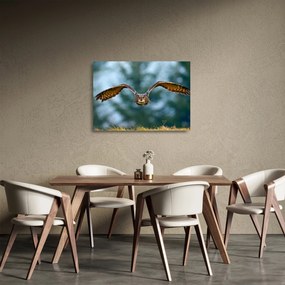 Kép - Bagoly repülés közben (üvegen) (70x50 cm)