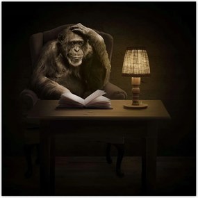 Poszterek 100x100 Csimpánz Mit csomagolok?