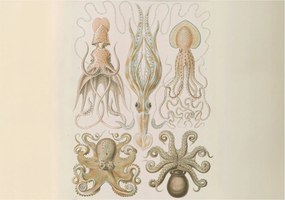 Fotótapéta Flizelin Dekoratív Hálószoba Tengeri élet 312x219 Ragasztó