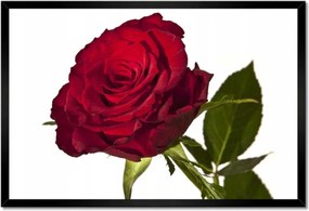 Poszter keretben 60x40 Vörös rózsa