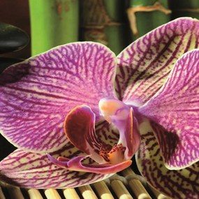 Gario Paraván Kavicsok és orchideák Méret: 110 x 170 cm, Kivitelezés: Klasszikus paraván