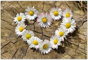 Poszterek 155x105 Kamilla szĂv