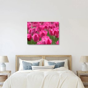 Üveg kép - Rózsaszín tulipánok (70x50 cm)