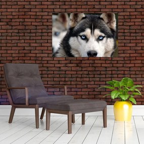 Husky kutya kép (90x60 cm)