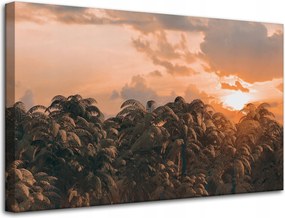 Vászonkép Fák Naplemente Felhők Égbolt 80x50 cm